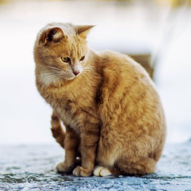 Güzel kırmızı kedi kar, kış zamanı yürüyüş