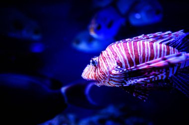 Harika ve güzel sualtı dünya mercan ve tropica