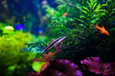 Harika ve güzel sualtı dünya mercan ve tropica