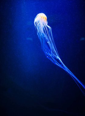 Beautiful jellyfish, medusa in the neon light with the fishes. U clipart