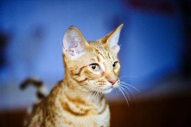 Güzel bir kedinin portresi