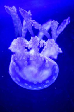 Güzel denizanası, balıklarla neon ışığında medusa. U