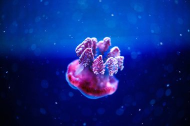 Güzel denizanası, balıklarla neon ışığında medusa. U