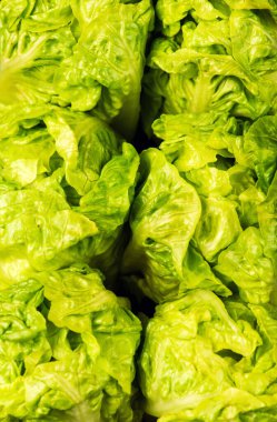 siyah arka plan üzerine izole taze yeşil salata