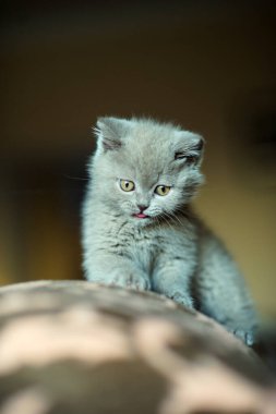 Arka planda sevimli bir kedi yavrusu