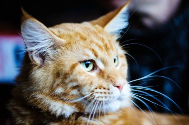 Maine Coon. En büyük kedi. Büyük bir kedi.