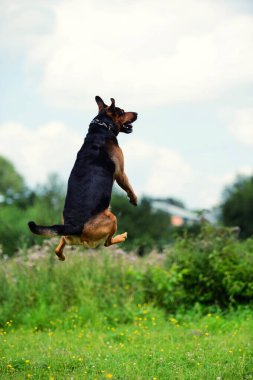 uçan köpek