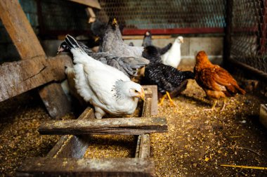 bir çiftlikte tavuk