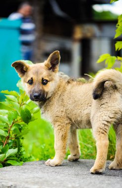 küçük şirin köpek yavrusu köpek
