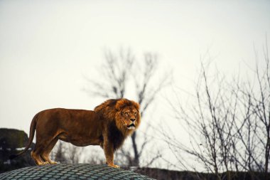 Güzel güçlü aslan