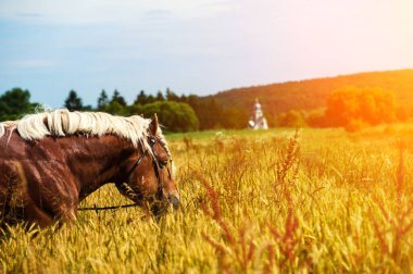 Güzel at günü çekimi.