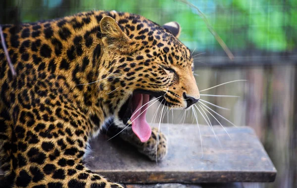 Ritratto di un bel leopardo — Foto Stock