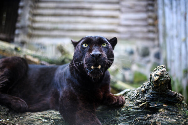 Beautiful black Panther