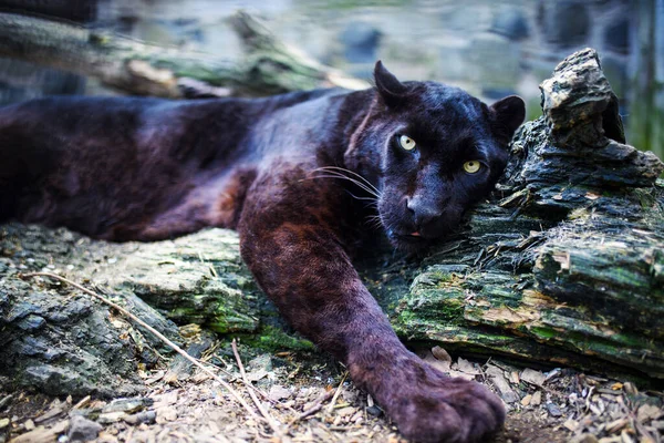 Красивая чёрная пантера — стоковое фото