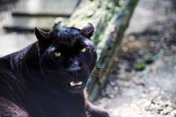 Красивая чёрная пантера — стоковое фото