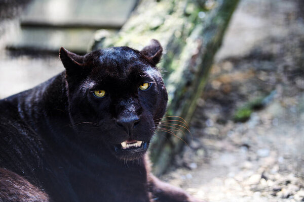 Beautiful black Panther