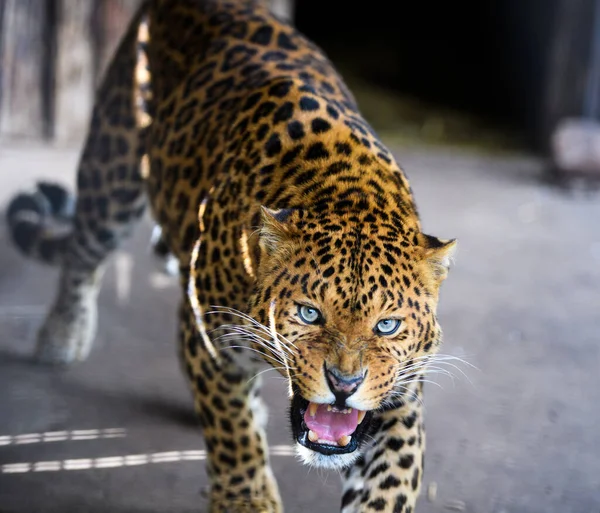 Портрет красивого леопарда — стокове фото