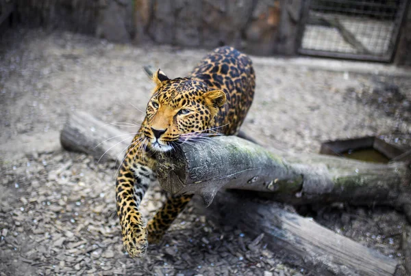 Porträt eines schönen Leoparden — Stockfoto