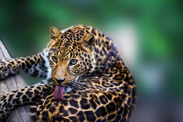 Ritratto di un bel leopardo — Foto Stock