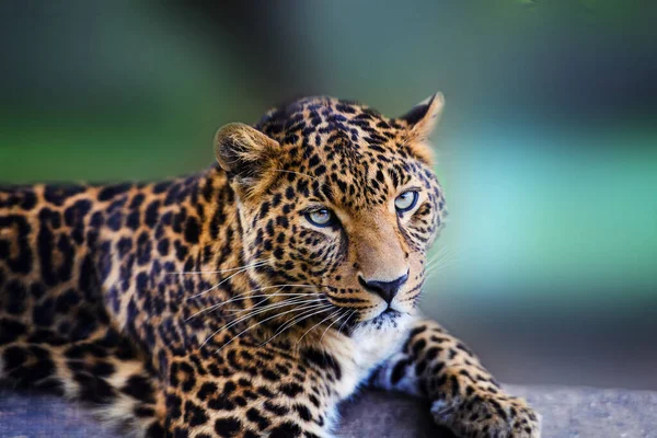 Portretul unui leopard frumos — Fotografie, imagine de stoc