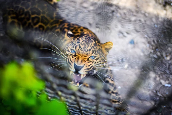 Güzel bir leopar portresi — Stok fotoğraf