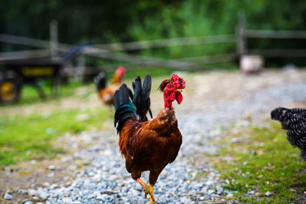 Chicken on a farm — Stock Photo, Image