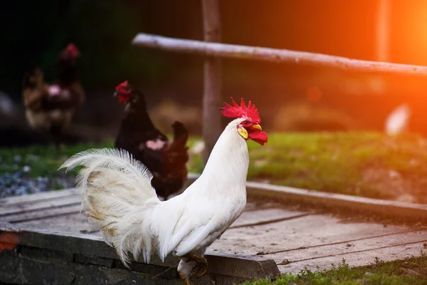 Cock on a farm — Stock Photo, Image