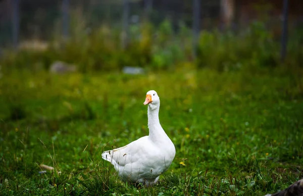 Ganso doméstico branco em um prado verde — Fotografia de Stock