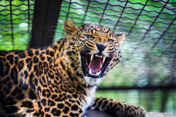 Portréja egy gyönyörű leopárd — Stock Fotó