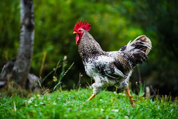 Kip op een boerderij — Stockfoto