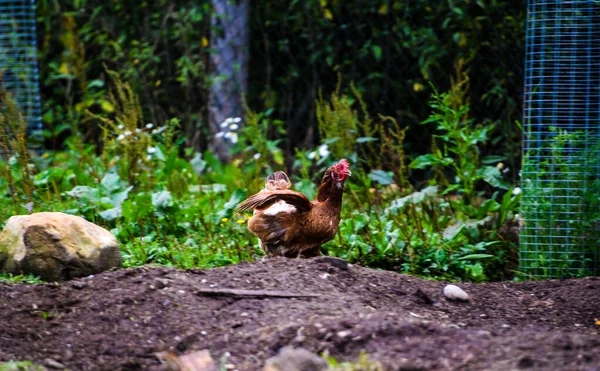 Hen on a farm — Stock Photo, Image