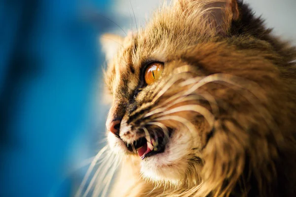 Gato divertido con ojos increíbles — Foto de Stock