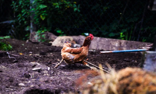 Henne auf einem Bauernhof — Stockfoto