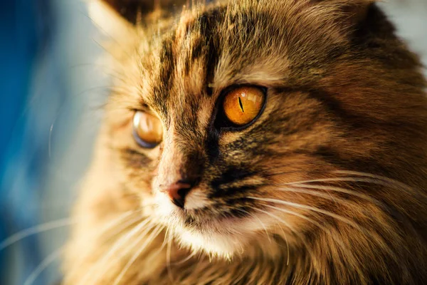 Sweet cat with amazing eyes — Stock Photo, Image