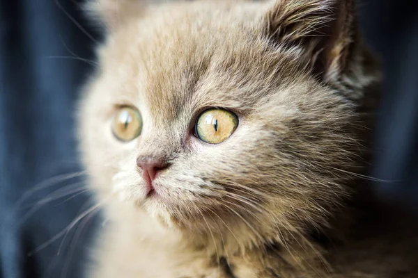 Schattig Klein Katje Achtergrond — Stockfoto