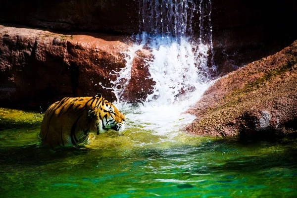 Beautiful  tiger animal on background