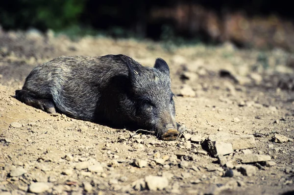 Sanglier dans la forêt — Photo