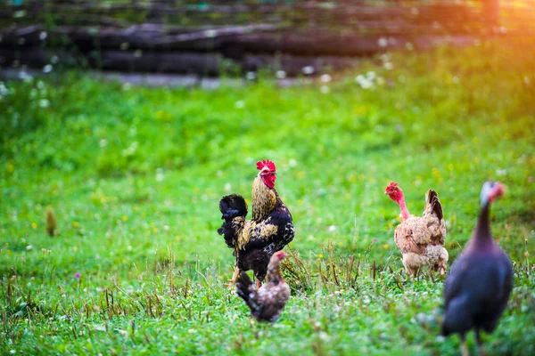 Bir çiftlikte tavuk — Stok fotoğraf