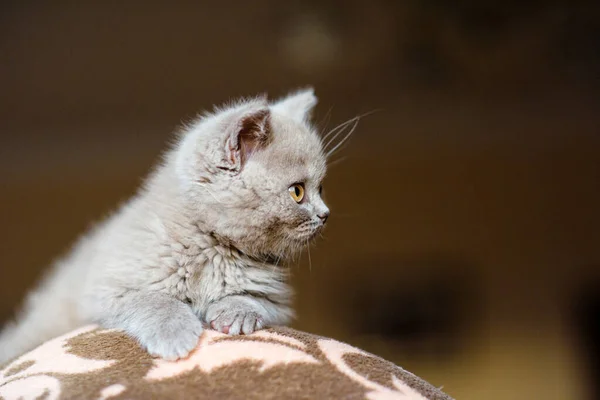 Lindo Gatito Fondo — Foto de Stock