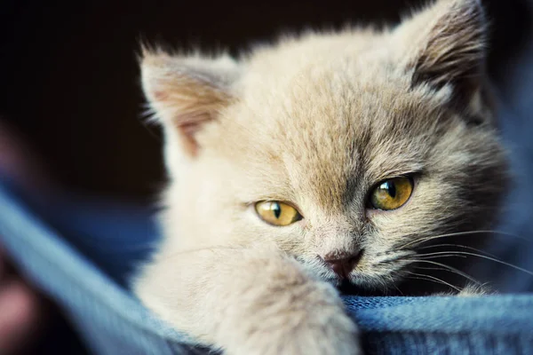 Gatinho Bonito Fundo — Fotografia de Stock