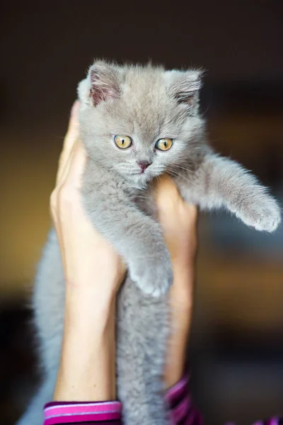 背景上可爱的小猫 — 图库照片