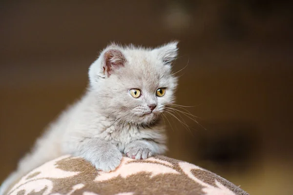 Симпатичный Маленький Котенок Фоне — стоковое фото