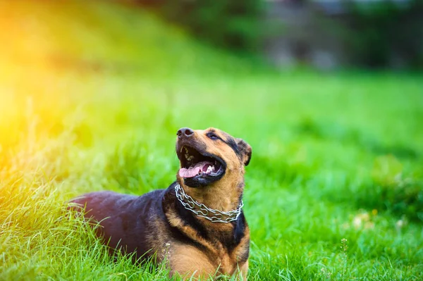 Portret Szczęśliwego Psa Świeżym Powietrzu — Zdjęcie stockowe