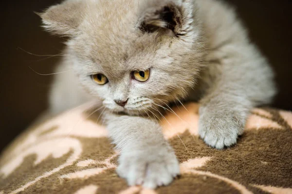 Schattig Klein Katje Achtergrond — Stockfoto