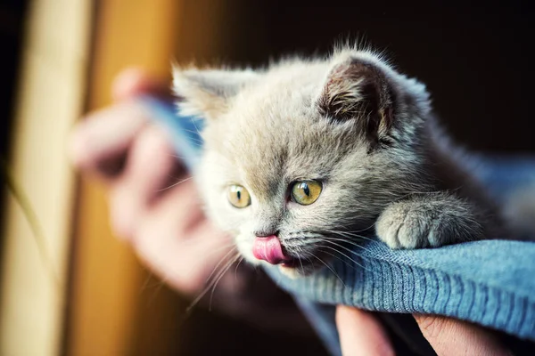 Gatinho Bonito Fundo — Fotografia de Stock