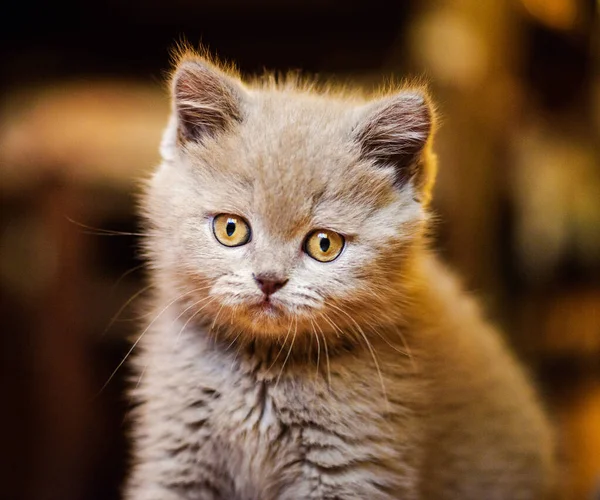 背景に可愛い子猫ちゃん — ストック写真