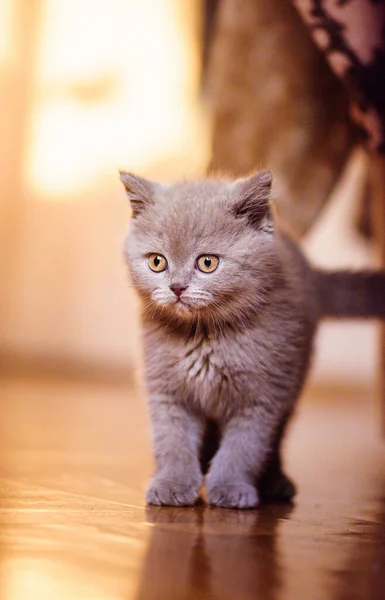 Cute Little Kitten Background — Stock Photo, Image