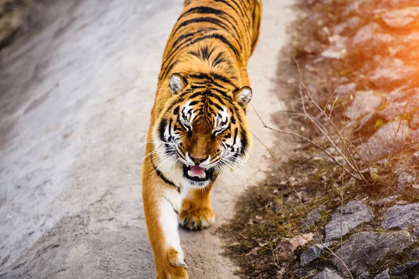 Schönes Tigertier Hintergrund — Stockfoto