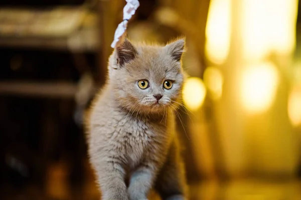 Söt Liten Kattunge Bakgrunden — Stockfoto