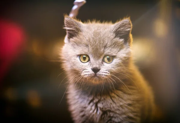 Söpö Pikku Kissanpentu Taustalla — kuvapankkivalokuva